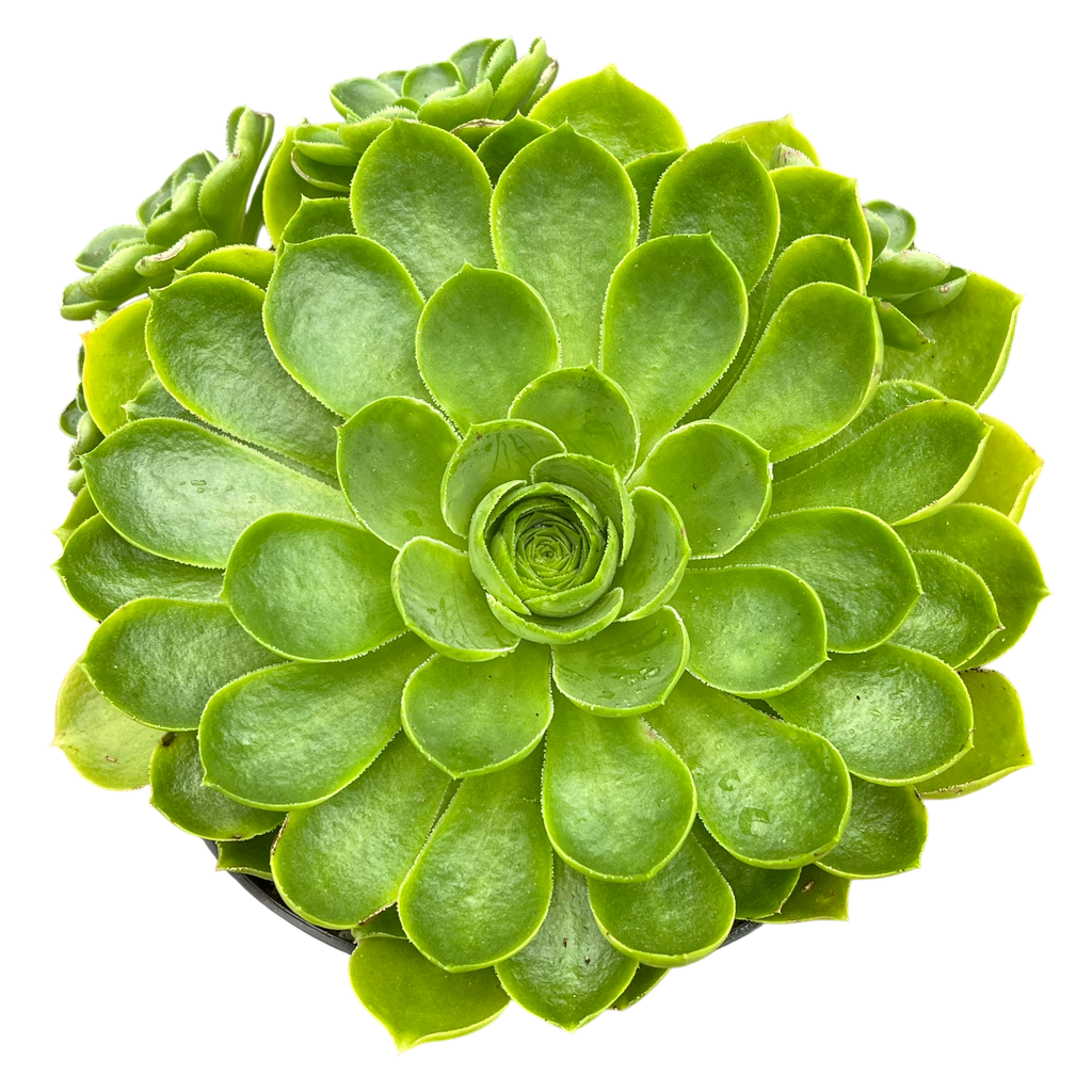 Aeonium 'Limelight'