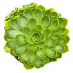 Aeonium 'Limelight'