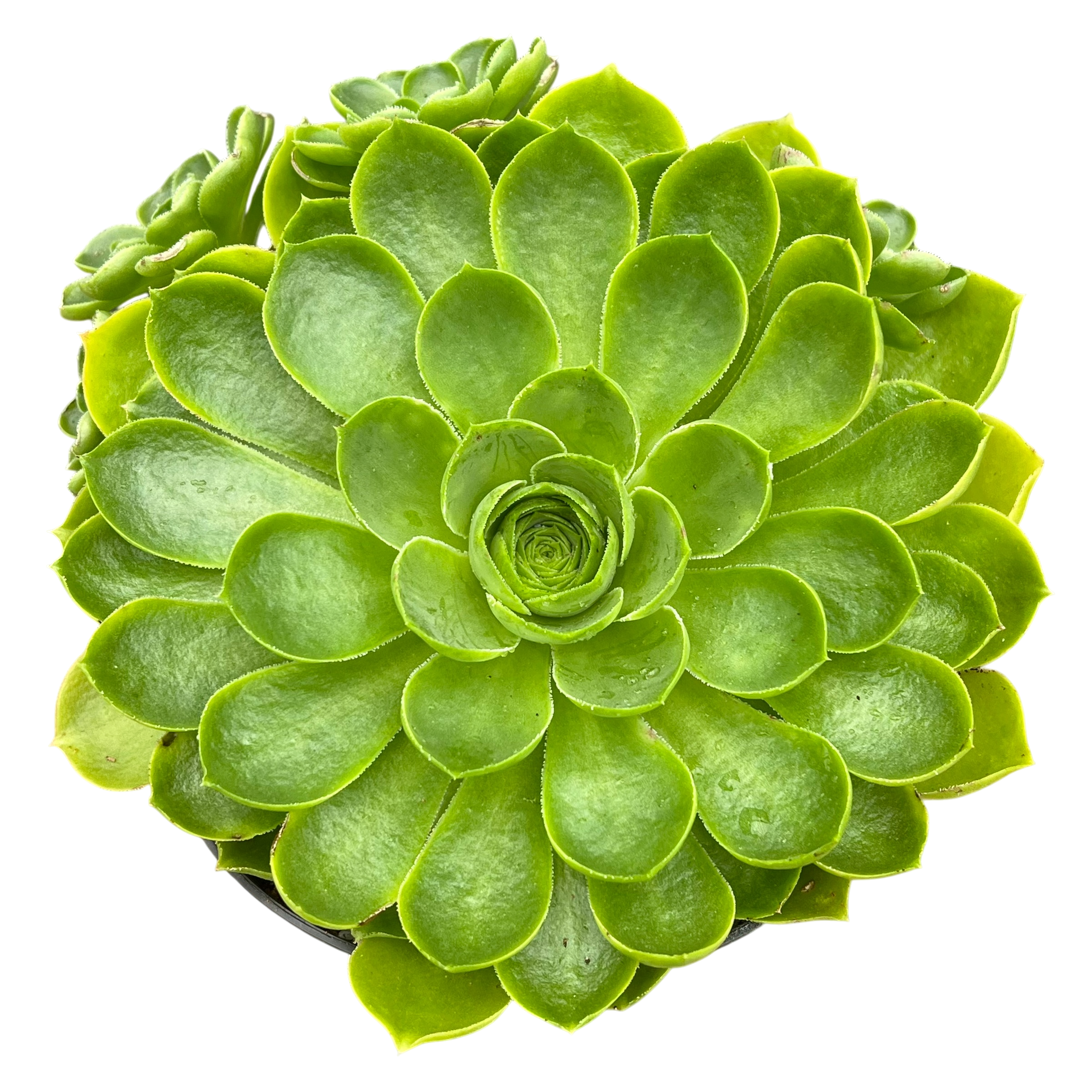 Aeonium 'Limelight'