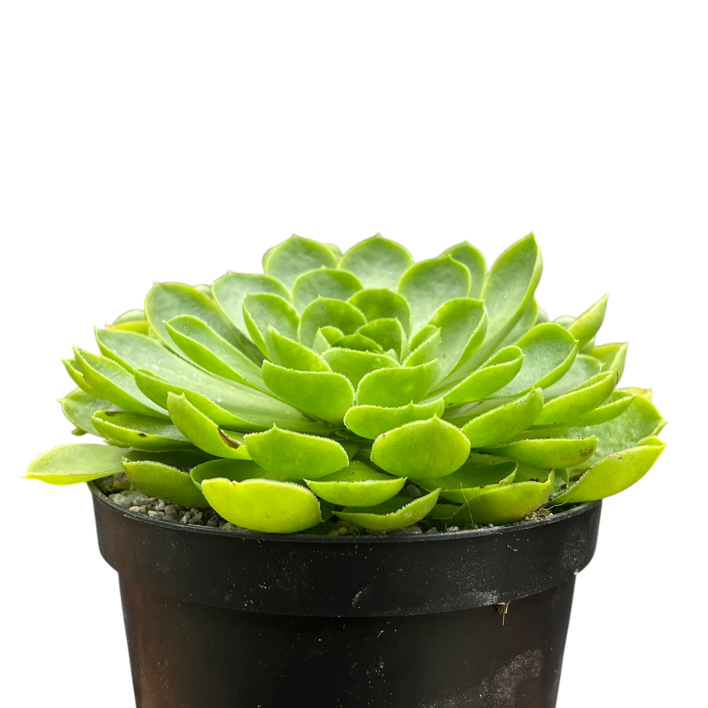 Aeonium 'Limelight'