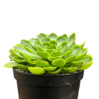 Aeonium 'Limelight'