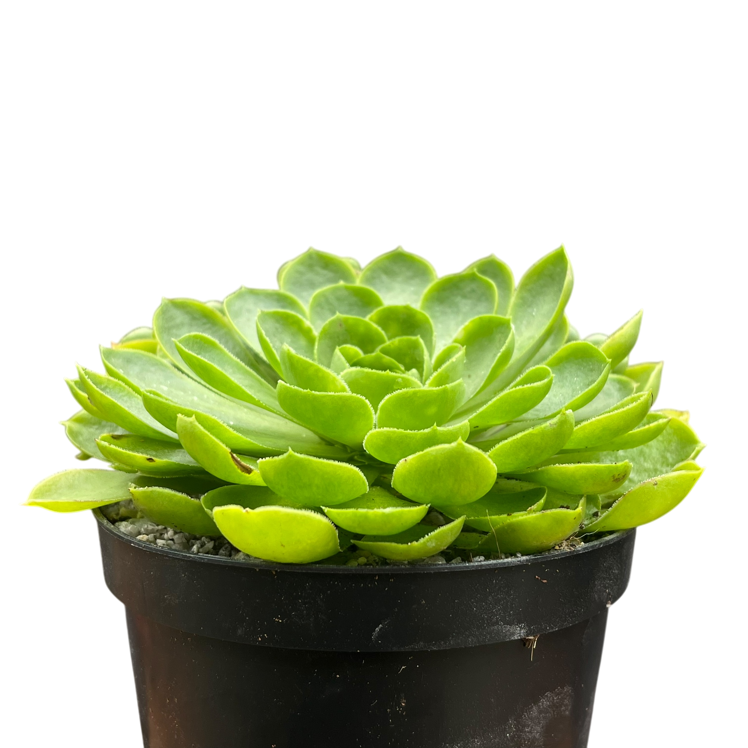 Aeonium 'Limelight'