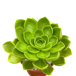 Aeonium 'Limelight'