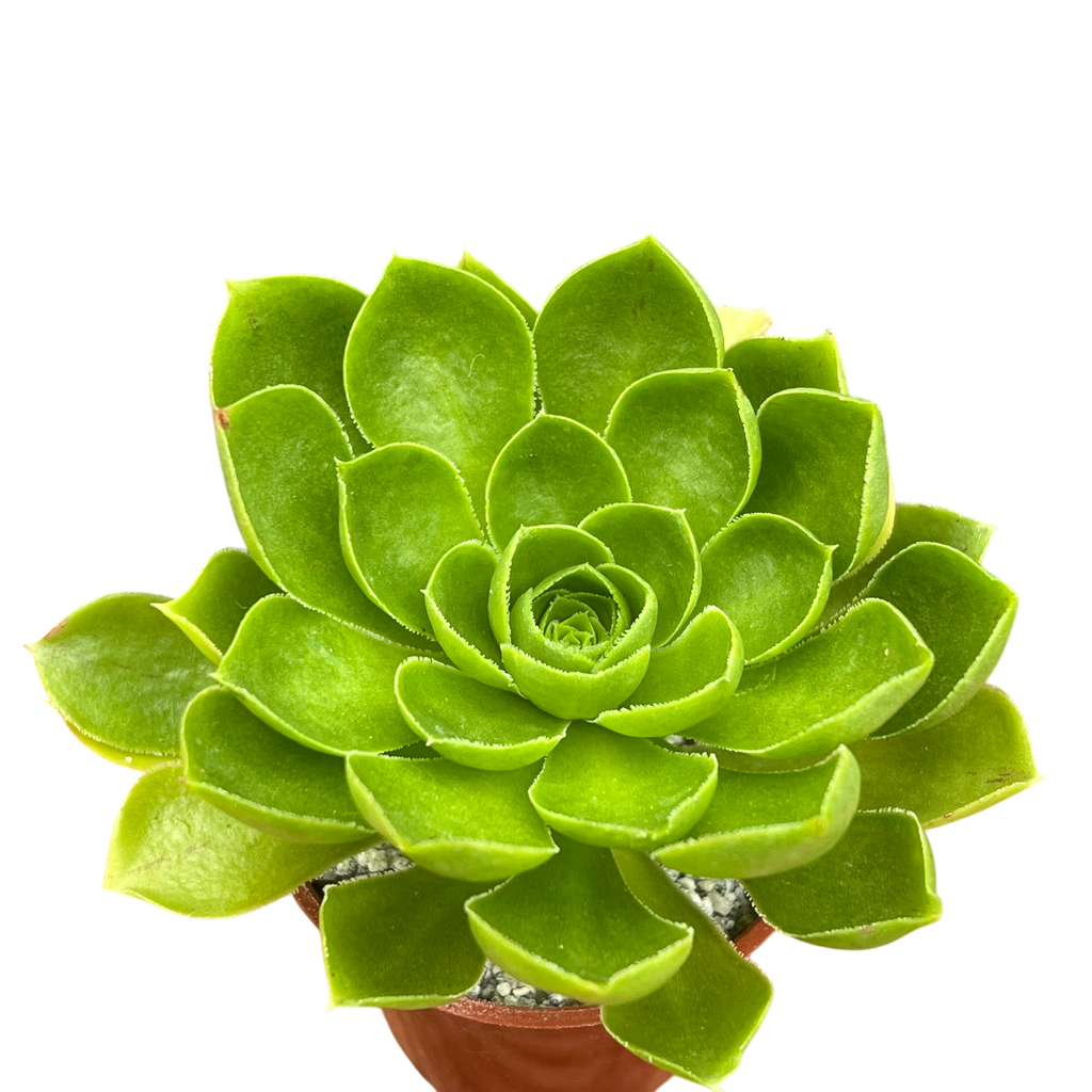 Aeonium 'Limelight'