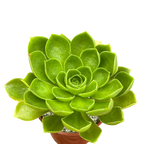 Aeonium 'Limelight'