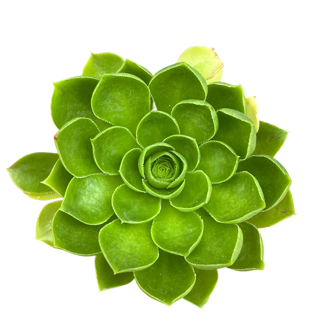 Aeonium 'Limelight'