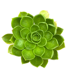 Aeonium 'Limelight'