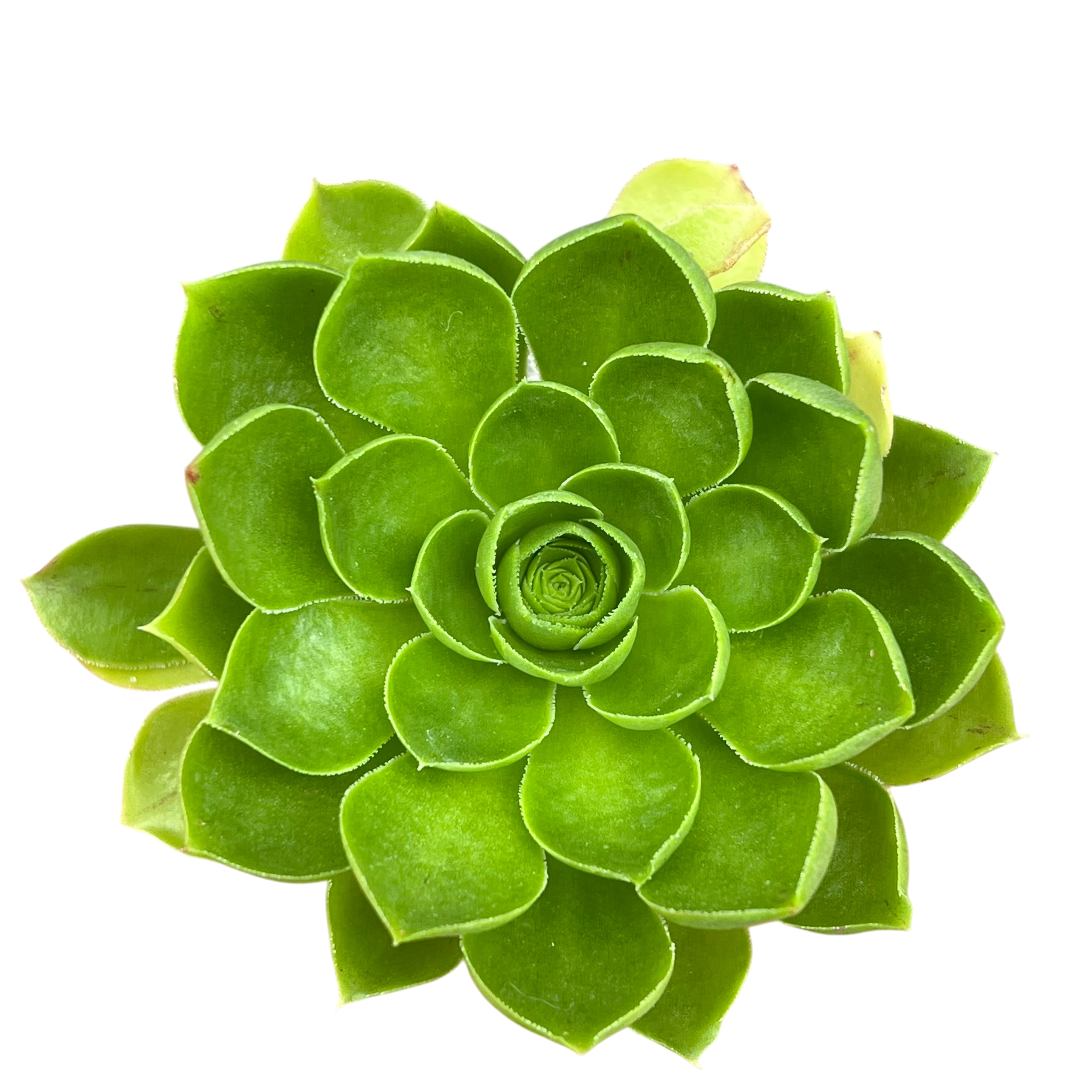 Aeonium 'Limelight'