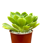 Aeonium 'Limelight'