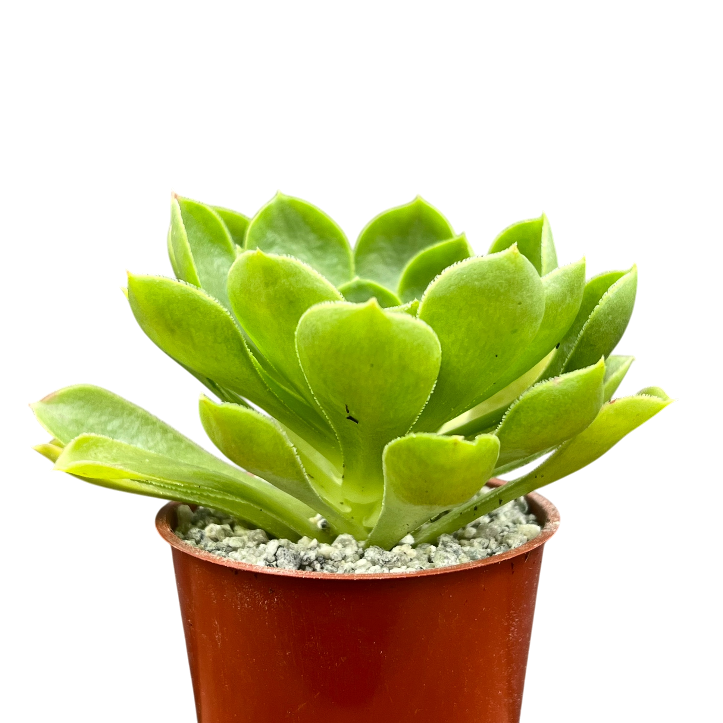 Aeonium 'Limelight'