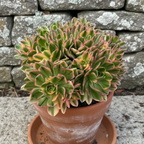 Aeonium 'Green Tea' succulent in terra cotta pot with green leaves edged in pink and yellow, displaying rosette formation.