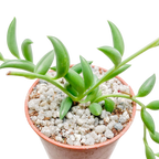 Curio radicans | Collier de bananes