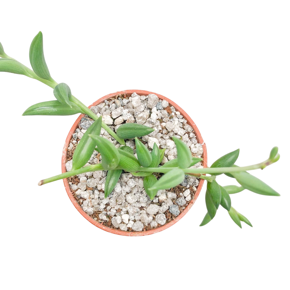 Curio radicans | Collier de bananes