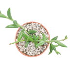 Curio radicans | Collier de bananes