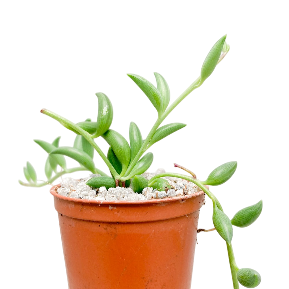 Curio radicans | Collier de bananes