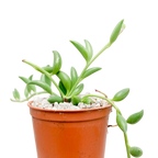 Curio radicans | Collier de bananes