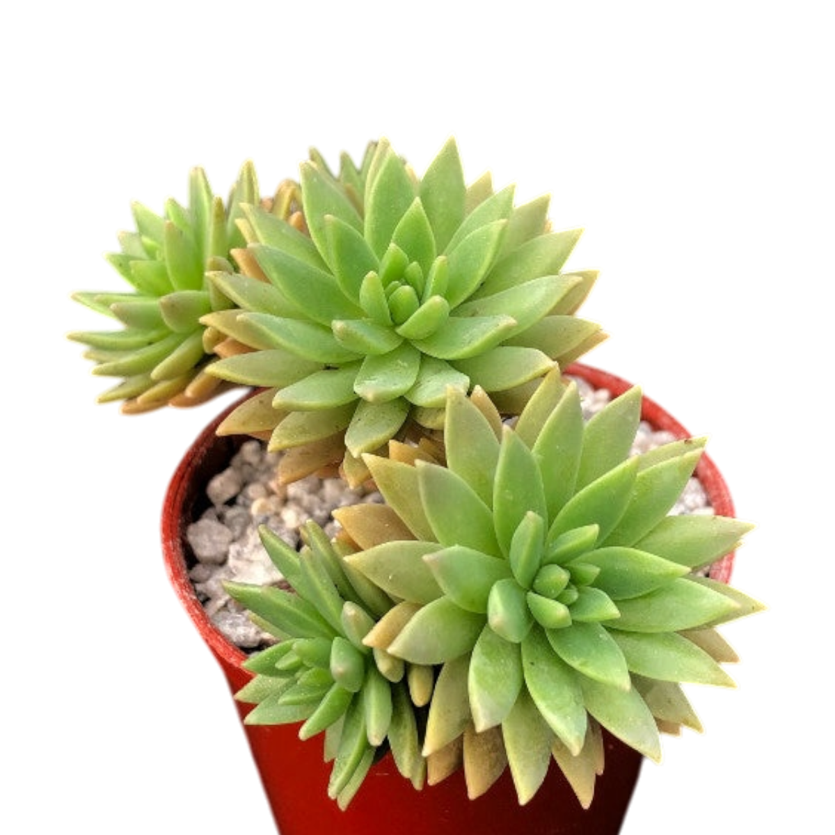 x Graptosedum 'Mediterranean Mystery'