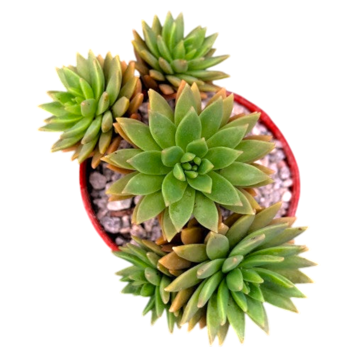 x Graptosedum 'Mediterranean Mystery'