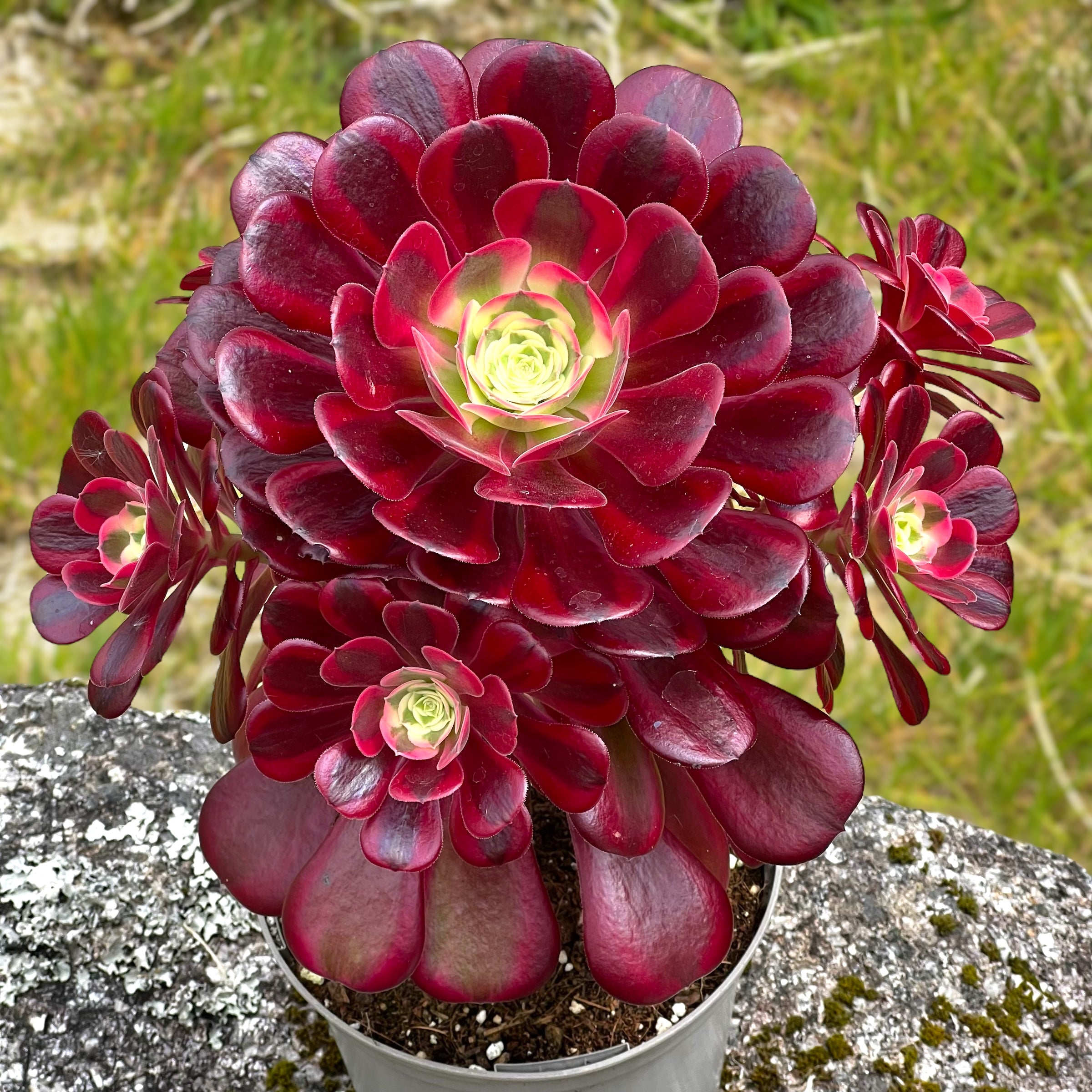 aeonium succulent Aeonium 'Medusa' – Surreal Succulents