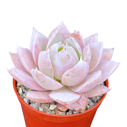 Sedum suaveolens