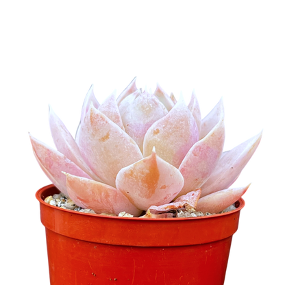 Sedum suaveolens