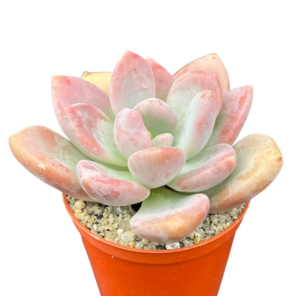 x Pachyveria 'Pinko'