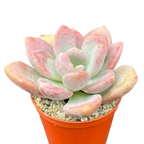 x Pachyveria 'Pinko'