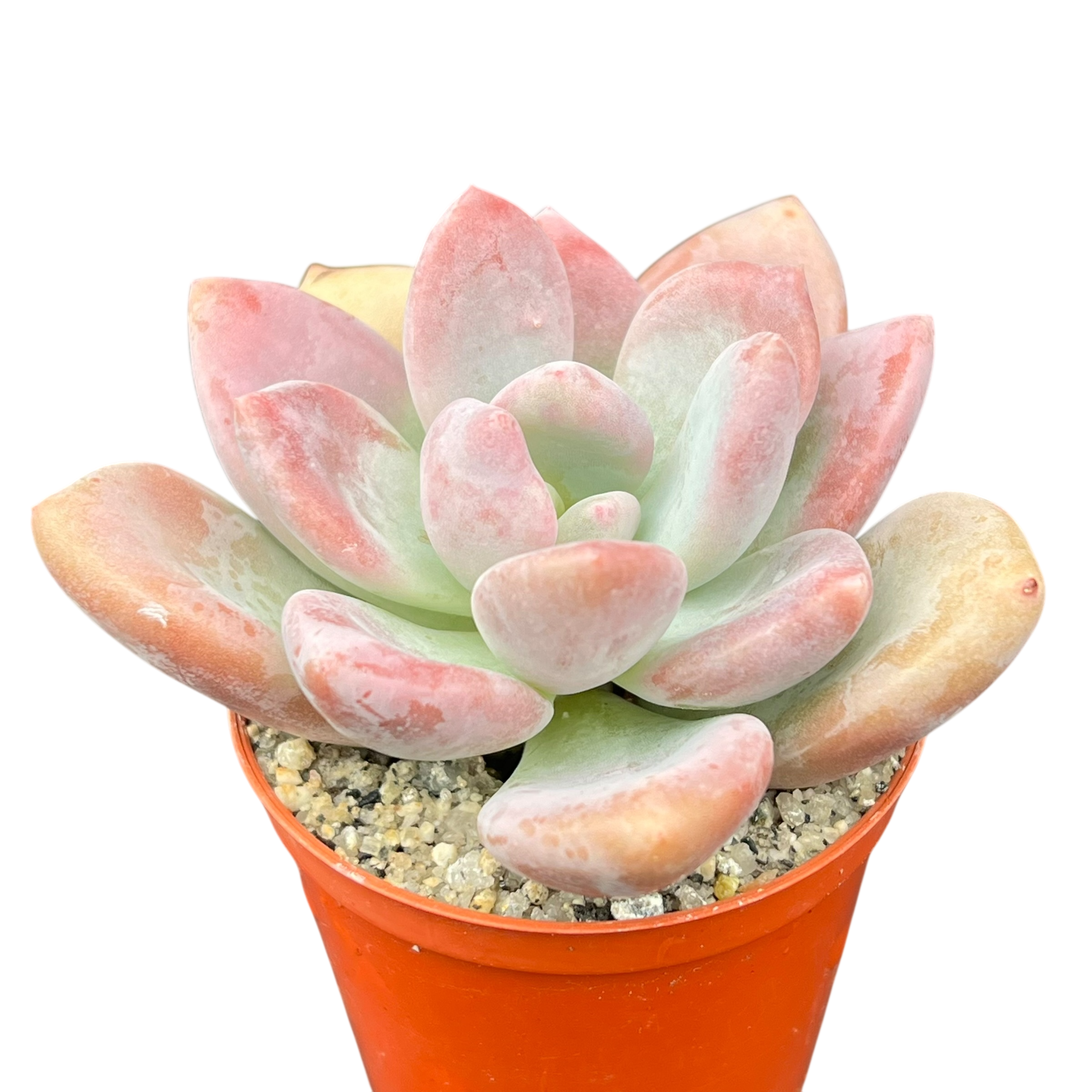 x Pachyveria 'Pinko'
