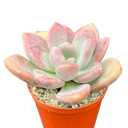 x Pachyveria 'Pinko'