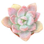 x Pachyveria 'Pinko'