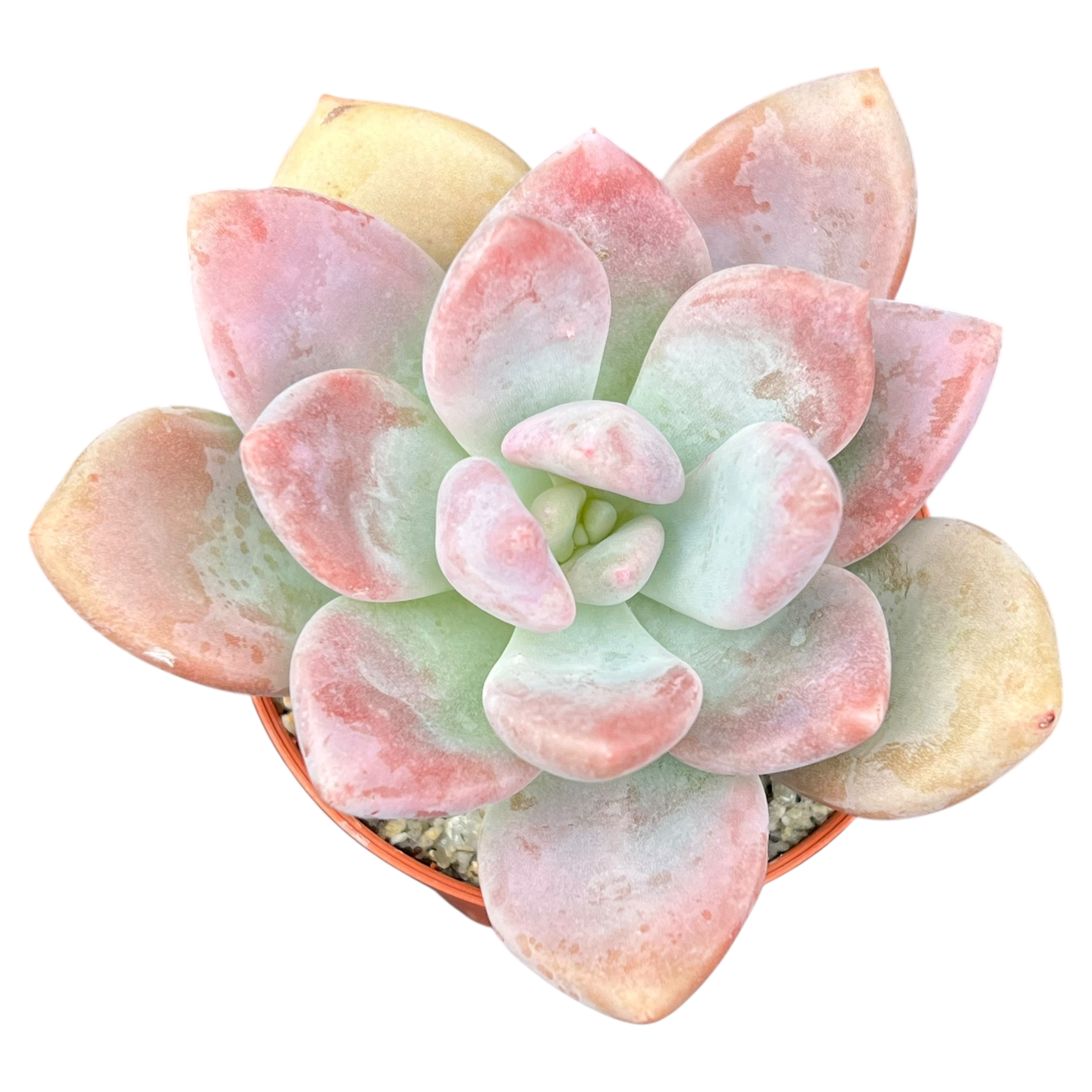 x Pachyveria 'Pinko'