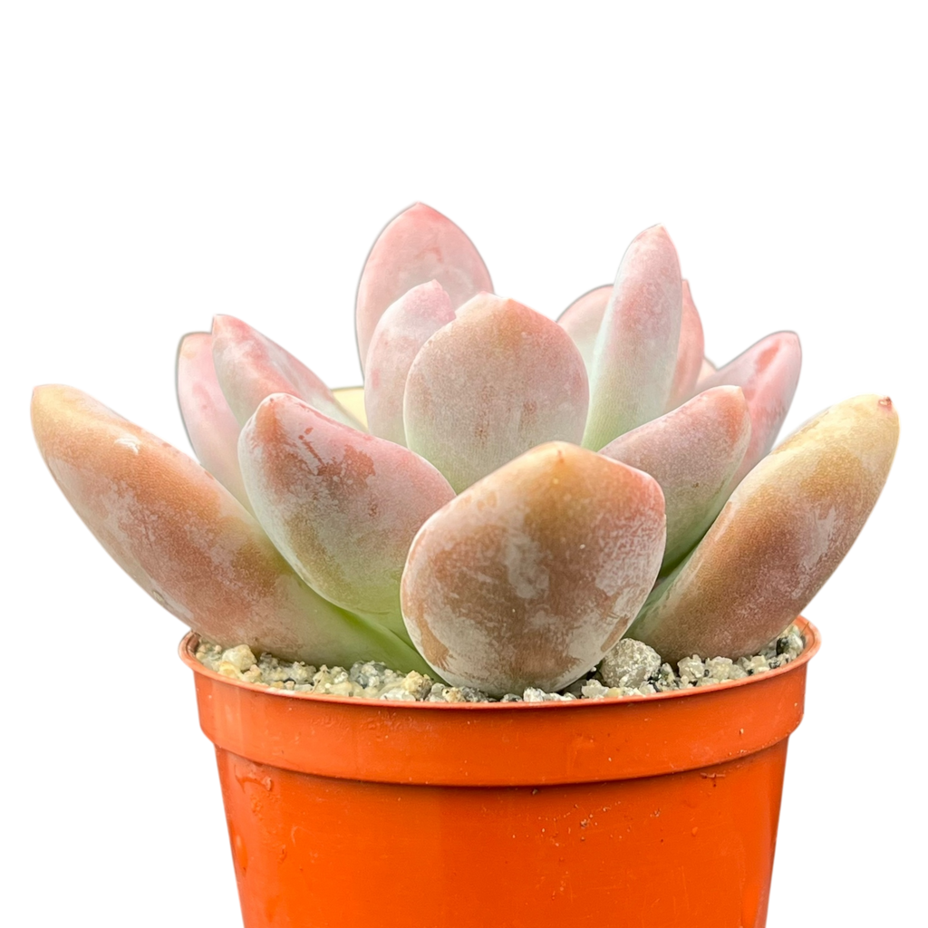 x Pachyveria 'Pinko'