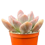x Pachyveria 'Pinko'