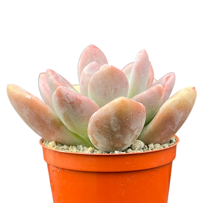 x Pachyveria 'Pinko'