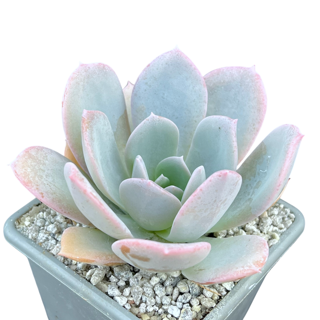 Echeveria 'Blue Star'