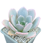 Echeveria 'Blue Star'