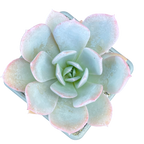 Echeveria 'Blue Star'