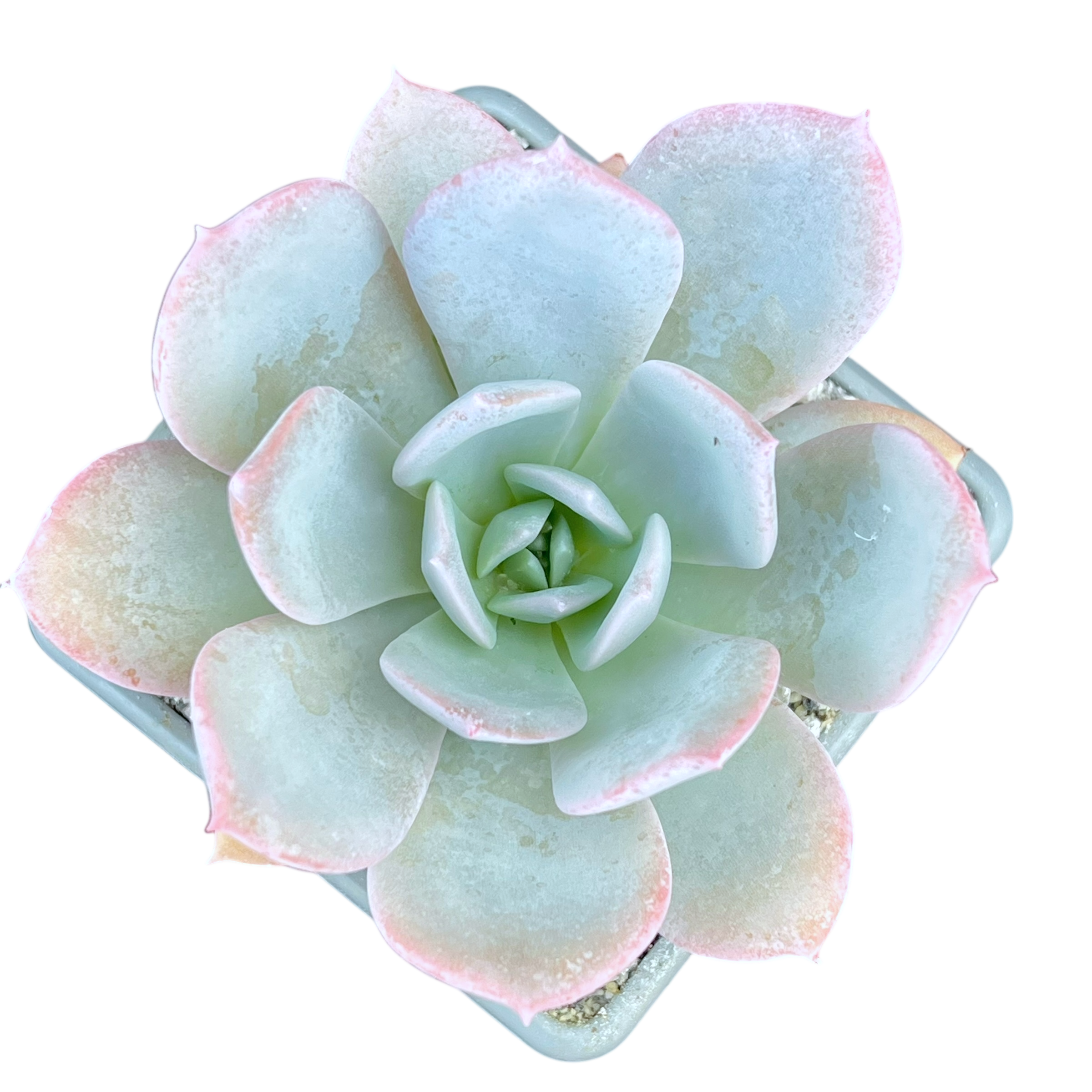 Echeveria 'Blue Star'