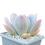 Echeveria 'Blue Star'