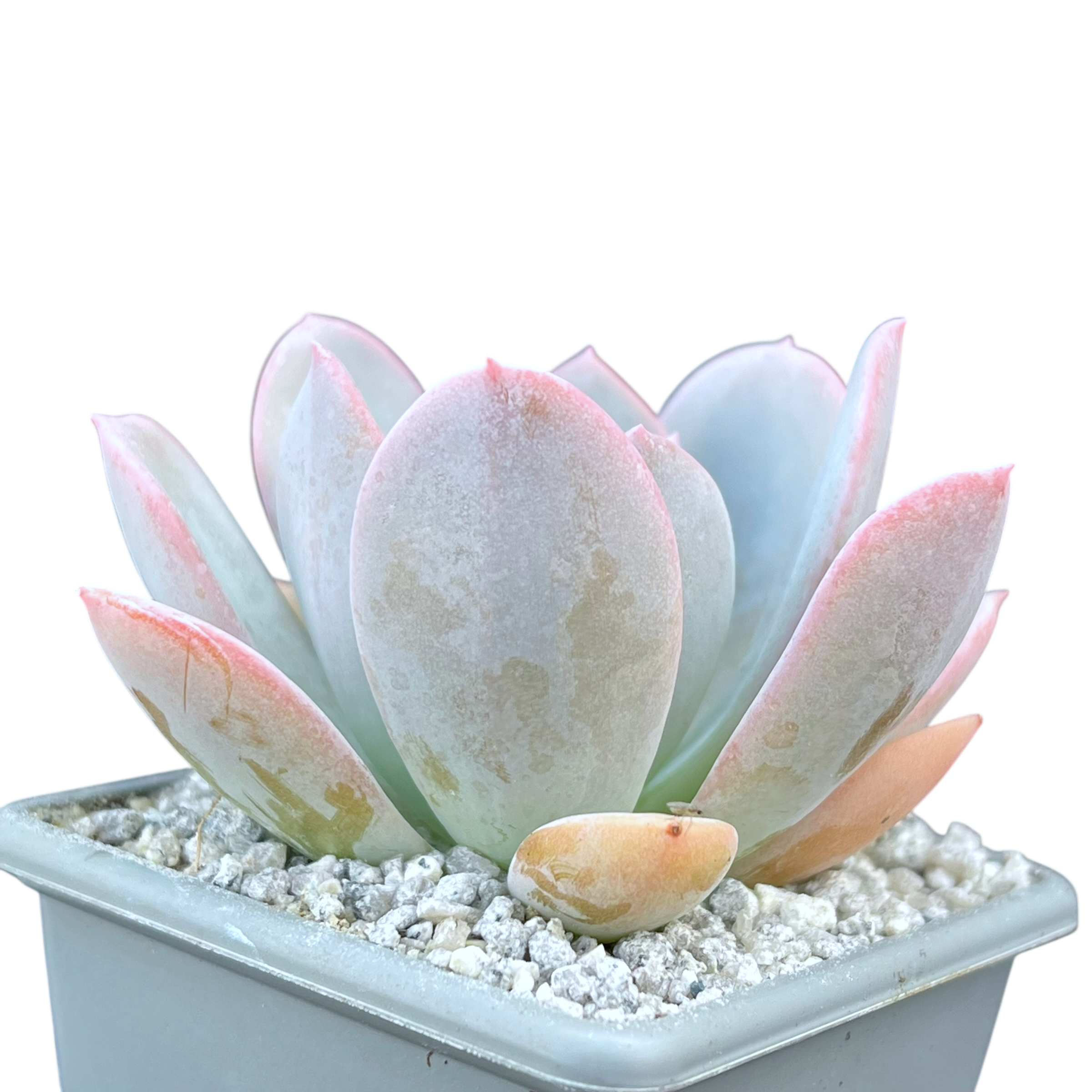 Echeveria 'Blue Star'