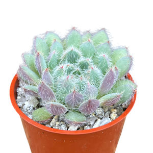 Echeveria 'Tarantula'