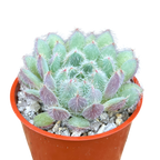 Echeveria 'Tarantula'