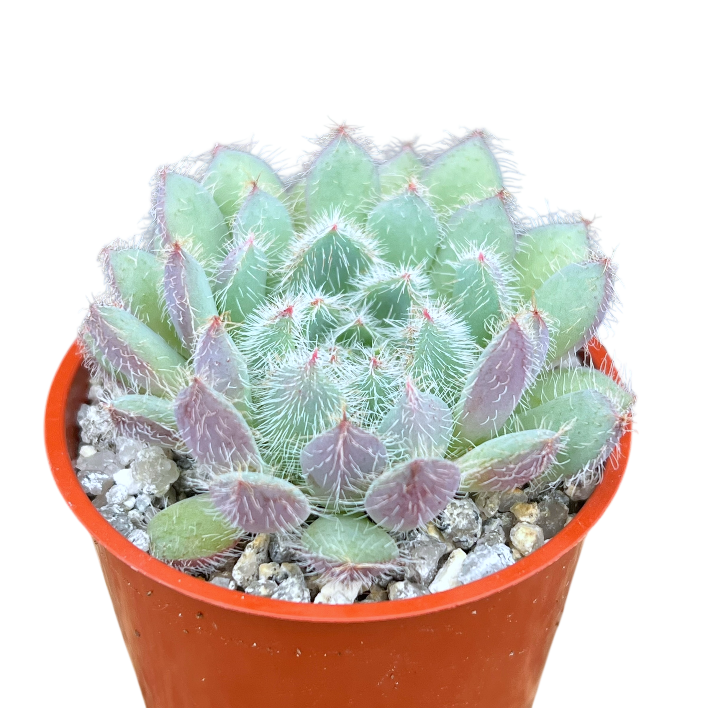 Echeveria 'Tarantula'