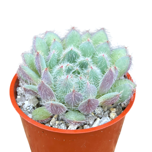 Echeveria 'Tarantula'