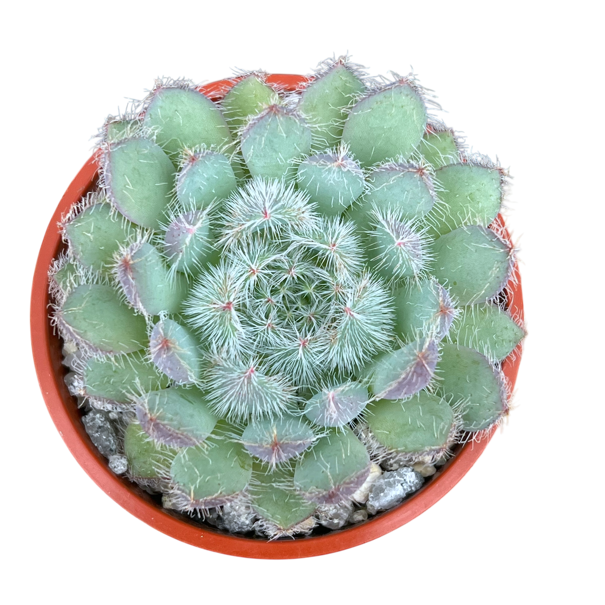 tarantula succulent Echeveria 'Tarantula' – Surreal Succulents