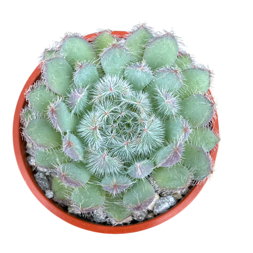 Echeveria 'Tarantula'