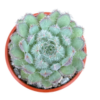 Echeveria 'Tarantula'