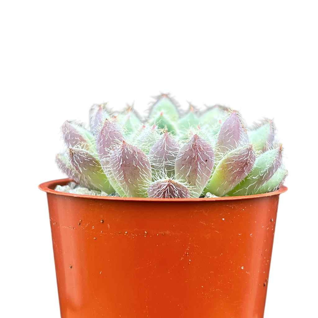 Echeveria 'Tarantula'