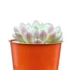 Echeveria 'Tarantula'