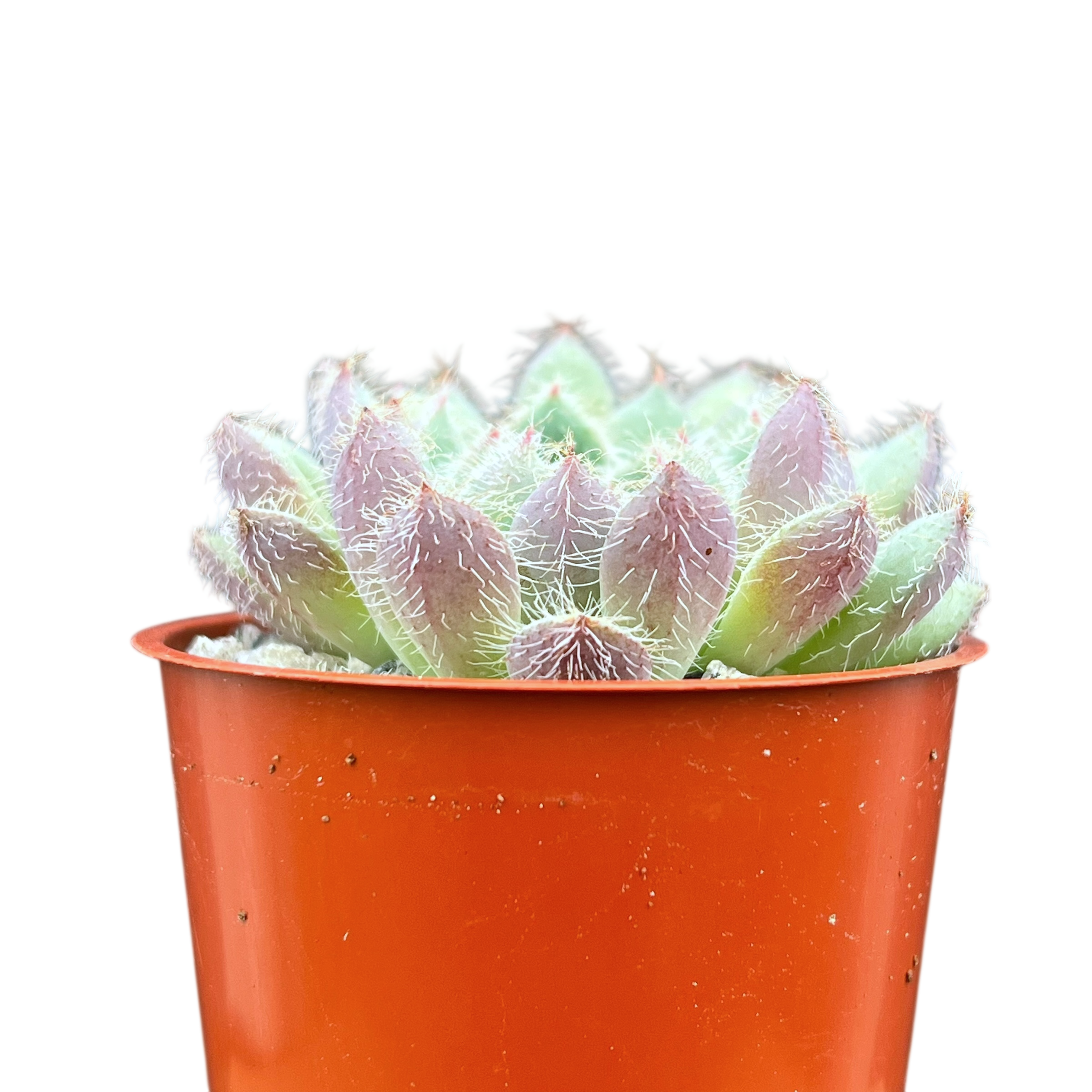 Echeveria 'Tarantula'